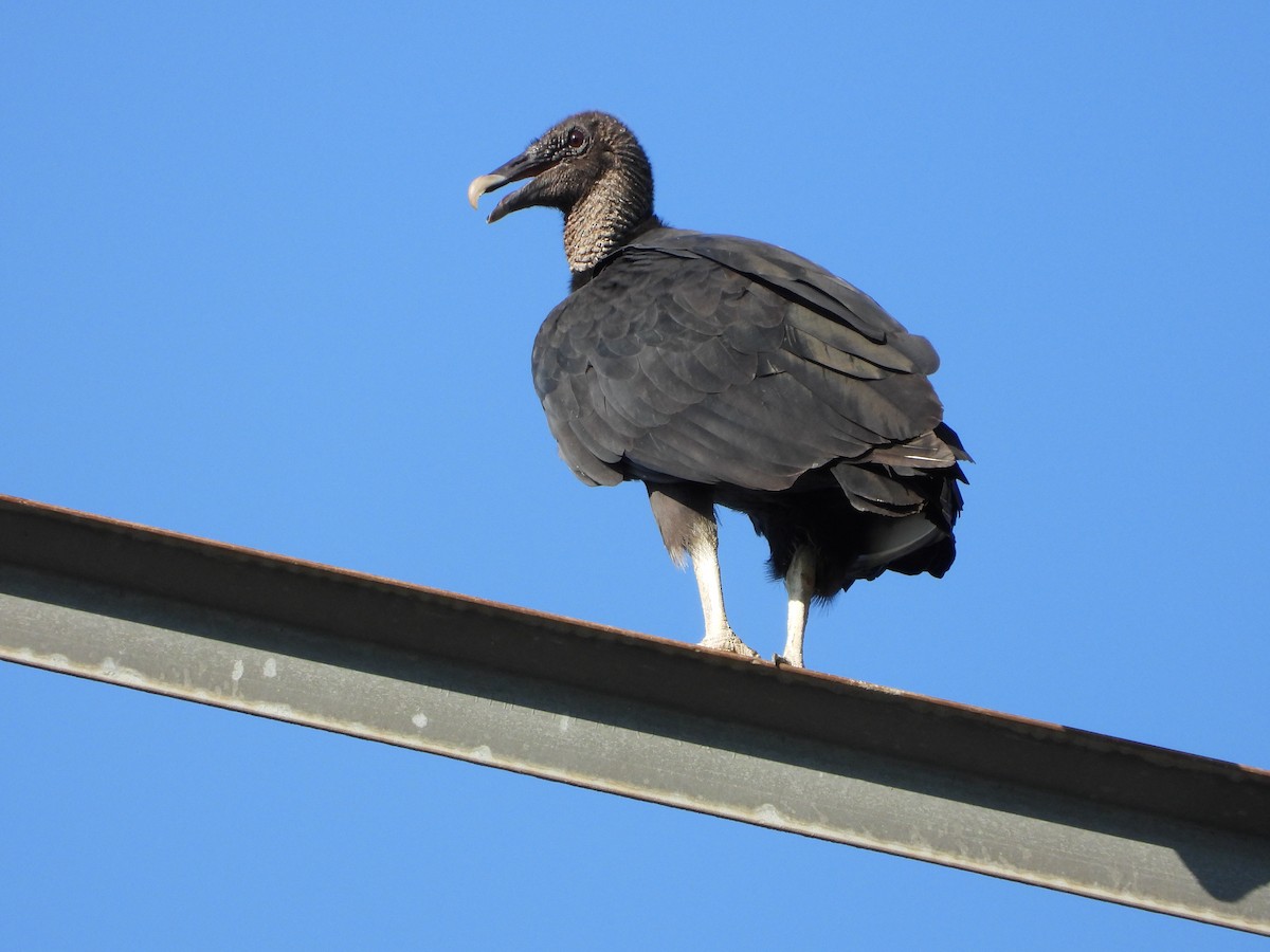 Black Vulture - ML639433831