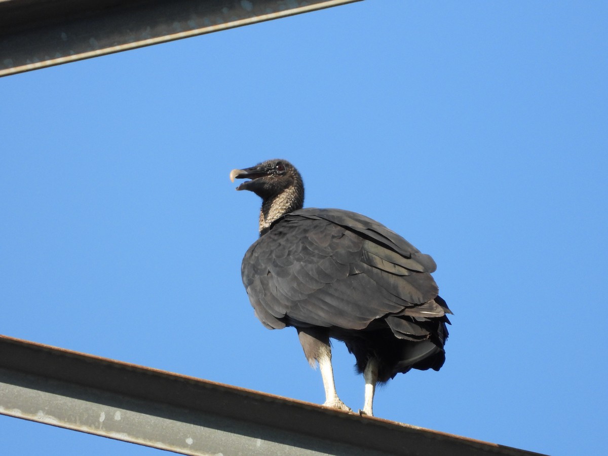 Black Vulture - ML639433832
