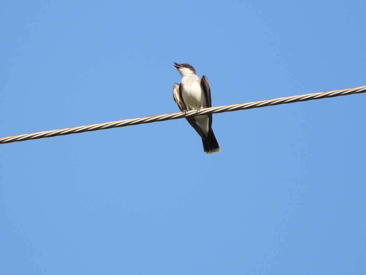 Eastern Kingbird - ML639433838
