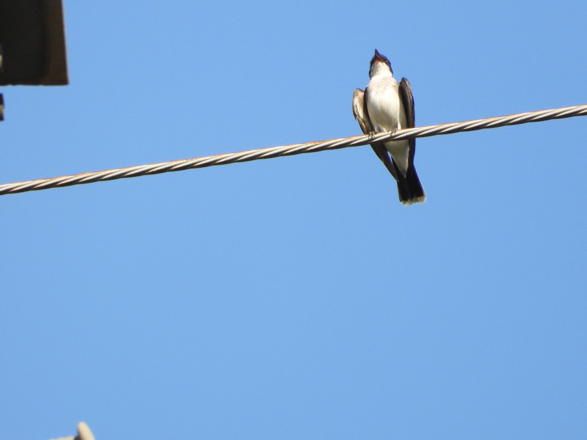 Eastern Kingbird - ML639433839