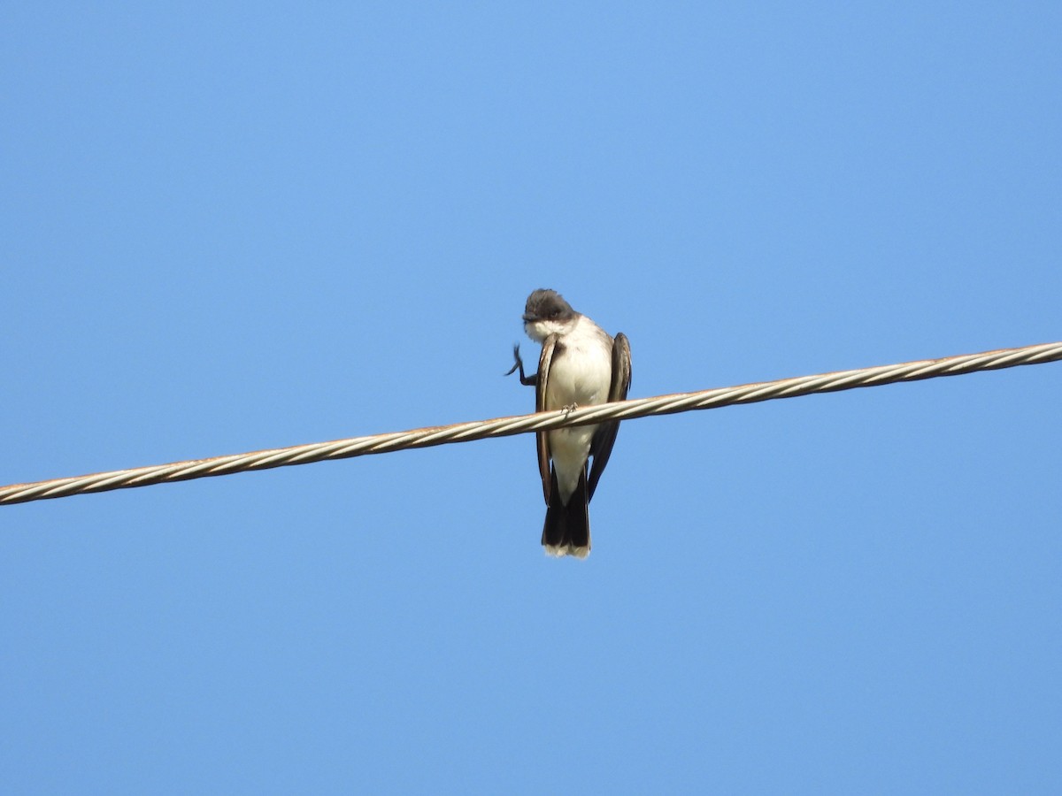 Eastern Kingbird - ML639433840