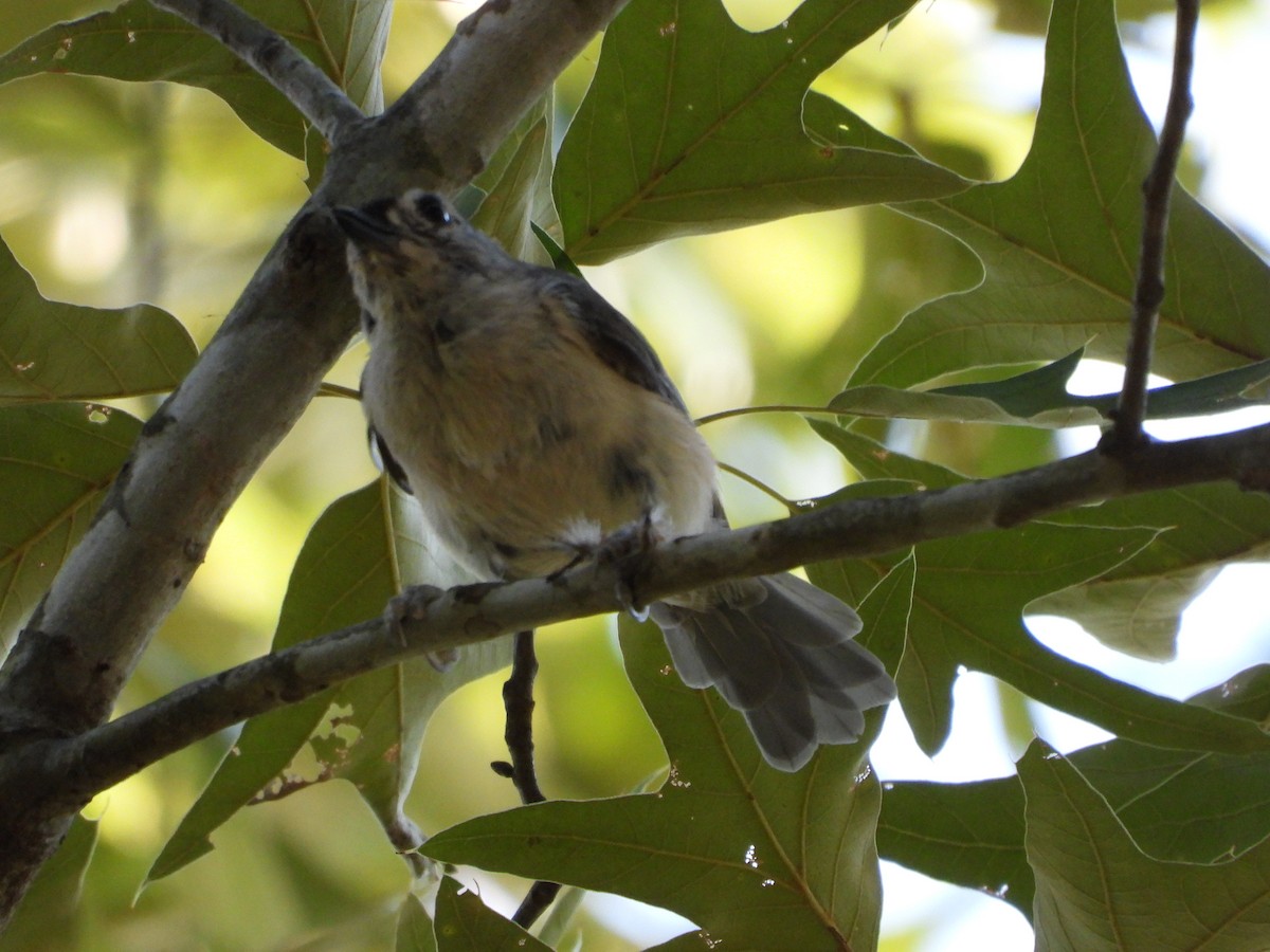 Tufted Titmouse - ML639433843