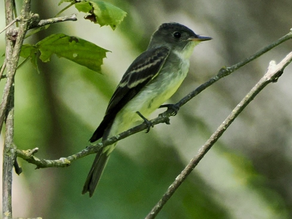 Pioui de l'Est - ML639433846