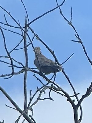 Eurasian Collared-Dove - ML639433941