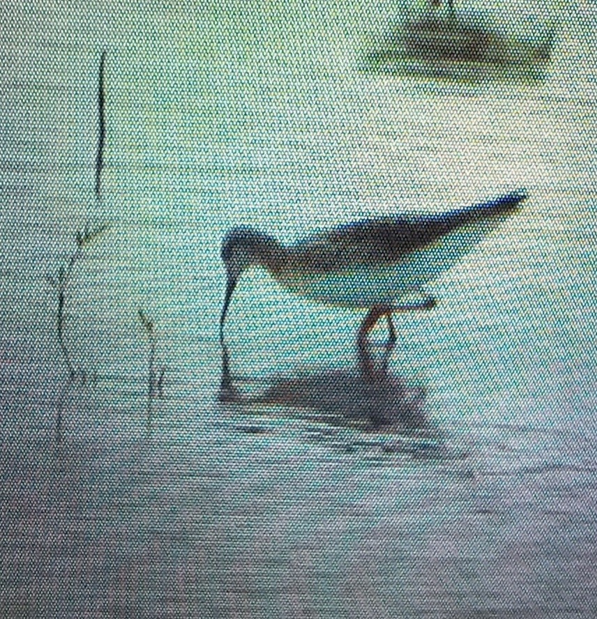 Wilson's Phalarope - ML639434041