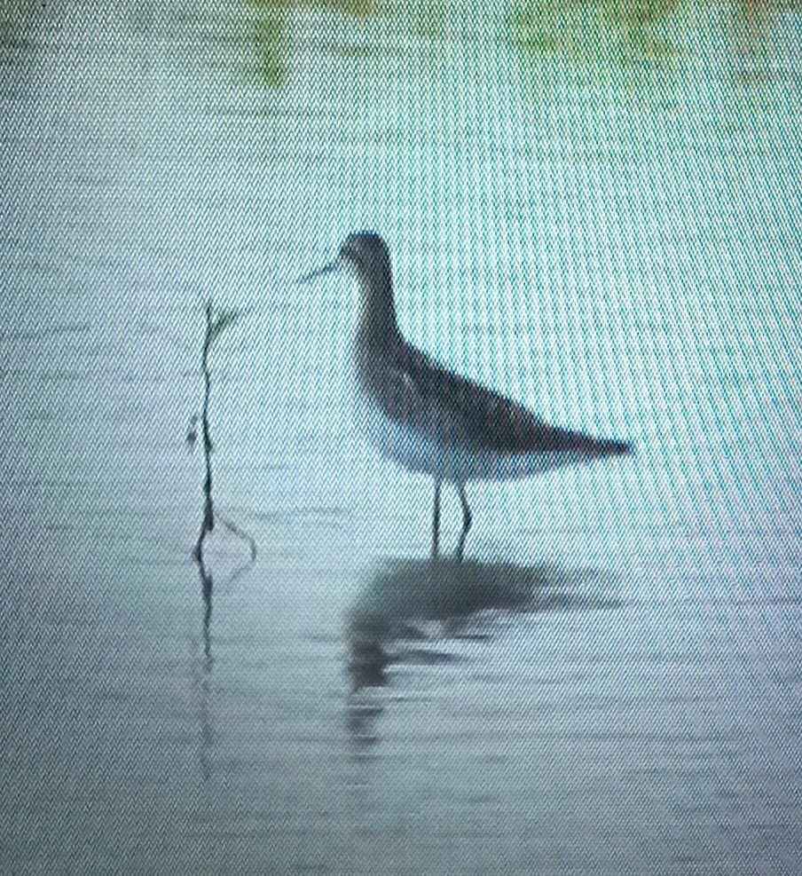 Wilson's Phalarope - ML639434042