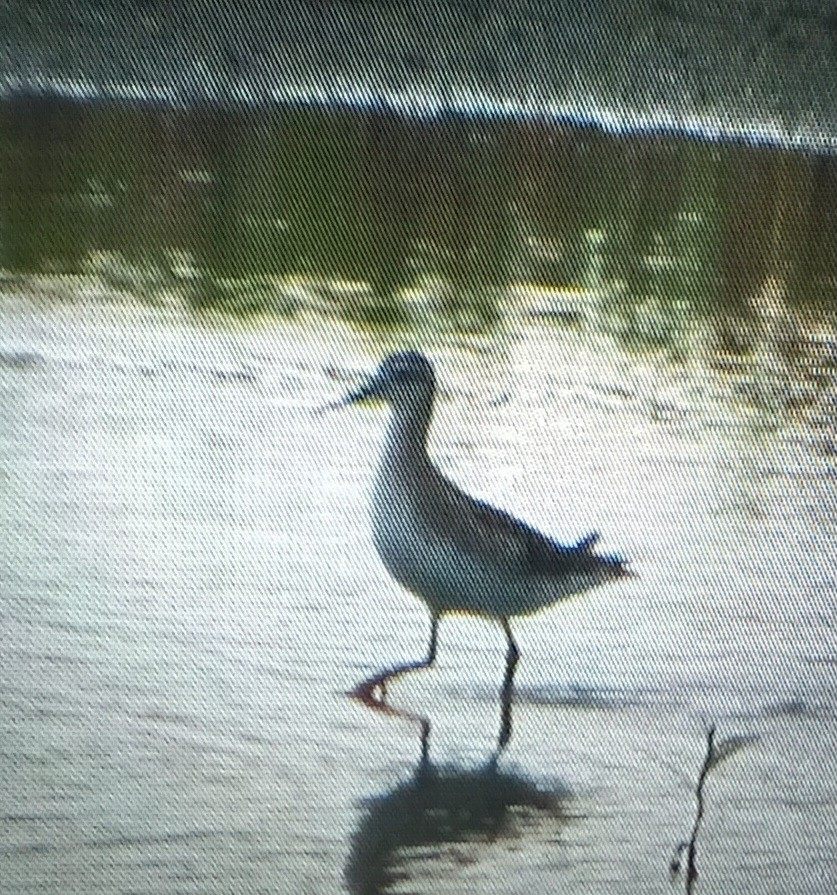 Wilson's Phalarope - ML639434043