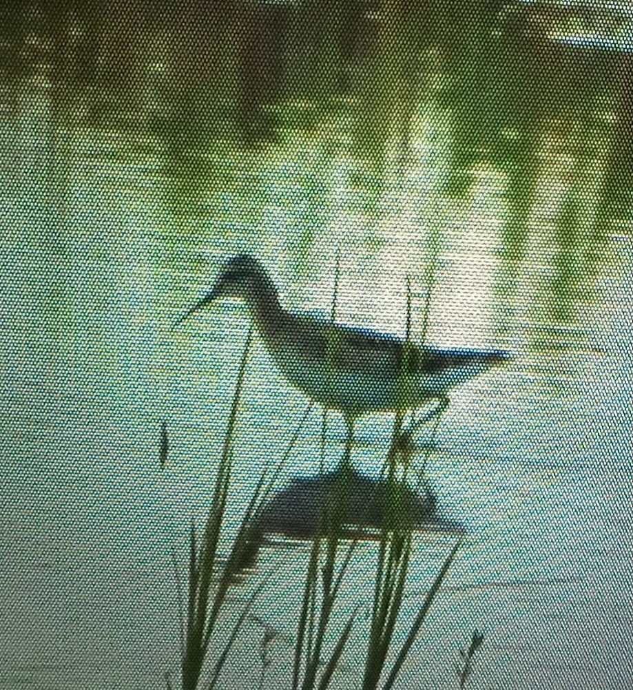 Wilson's Phalarope - ML639434044