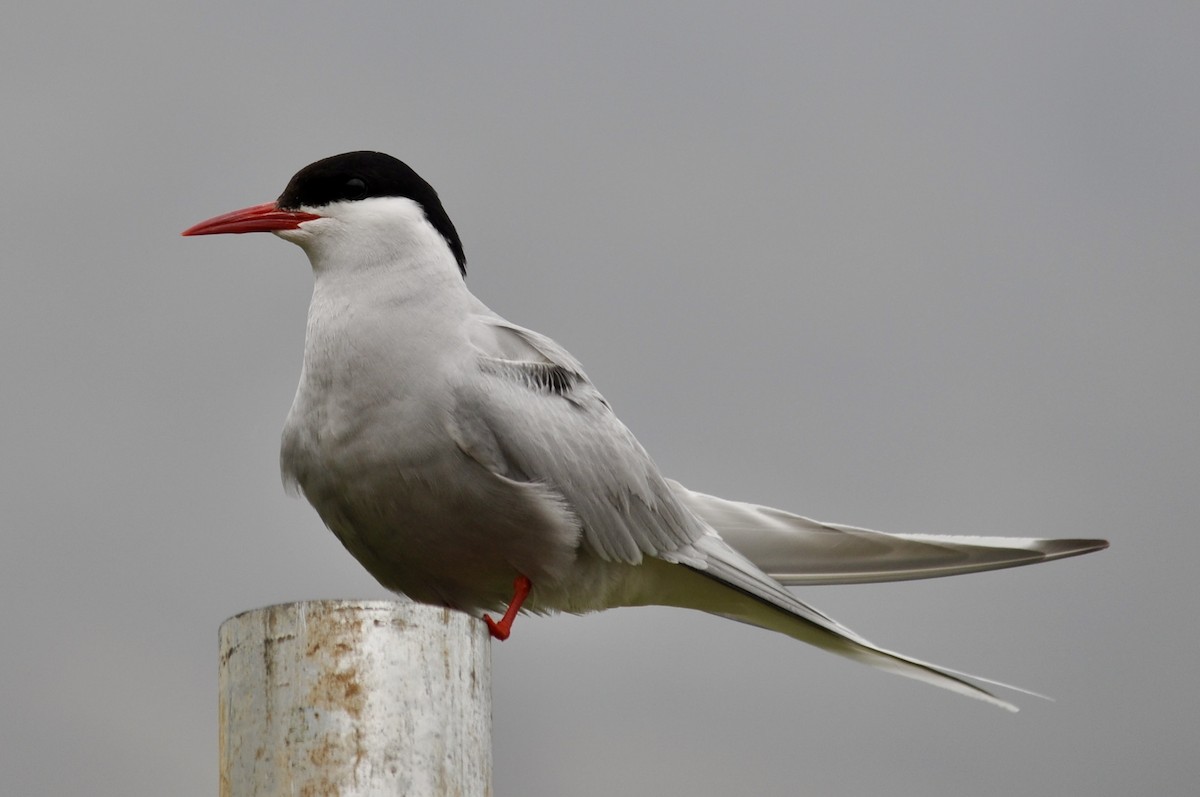 Arctic Tern - ML639434062
