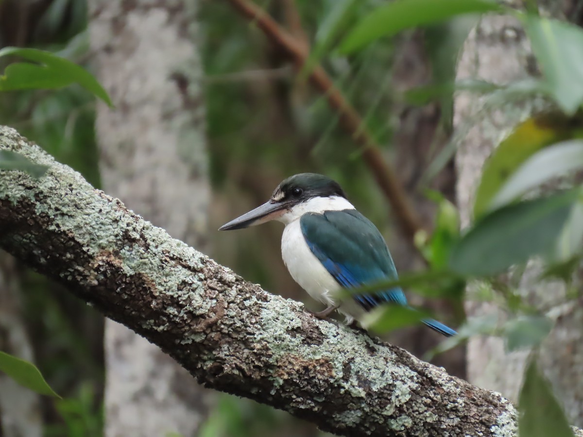 Torresian Kingfisher - ML639434153