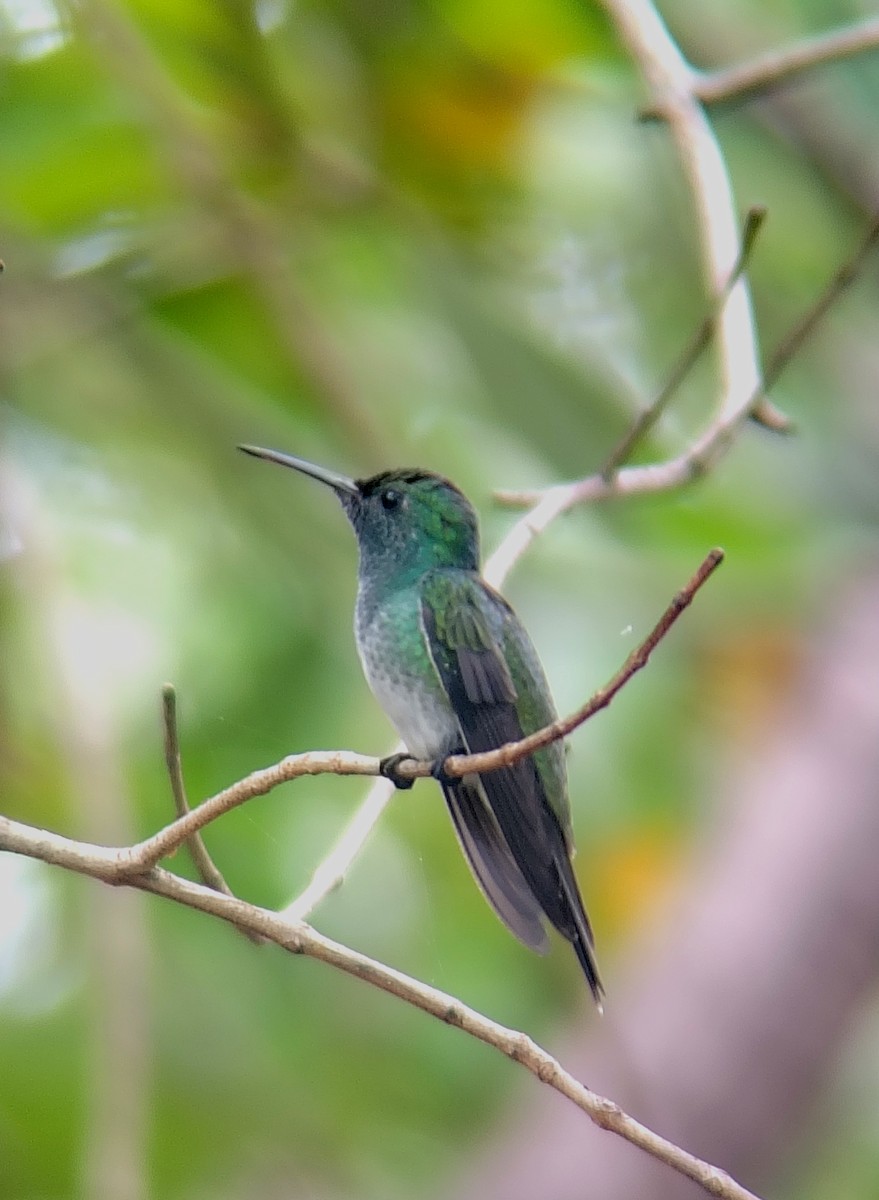 Mangrove Hummingbird - ML639434195