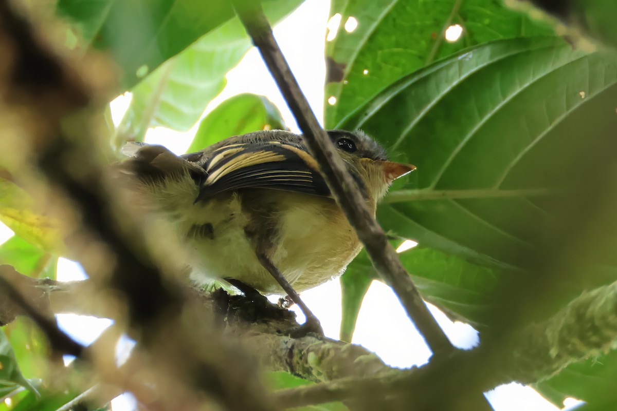 Handsome Flycatcher - ML639434372