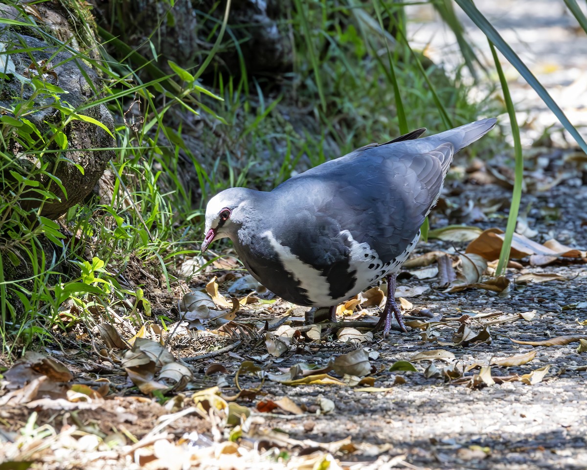 Wonga Pigeon - ML639434375