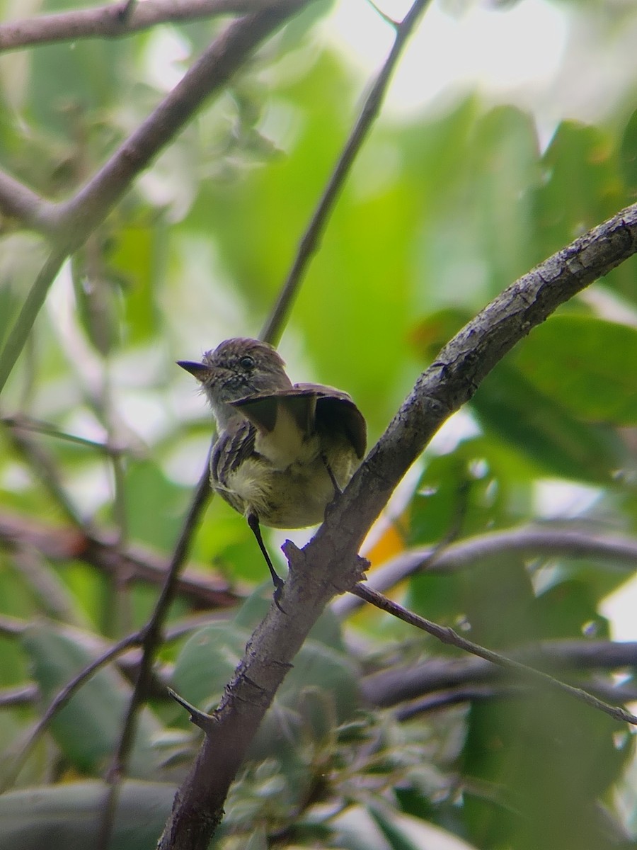 Northern Scrub-Flycatcher - ML639434454