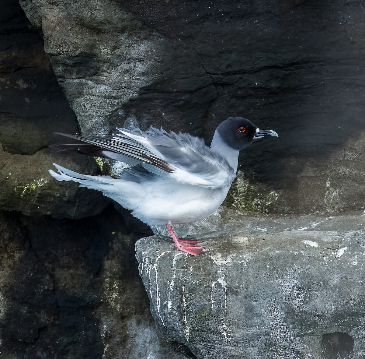 Swallow-tailed Gull - ML639434473