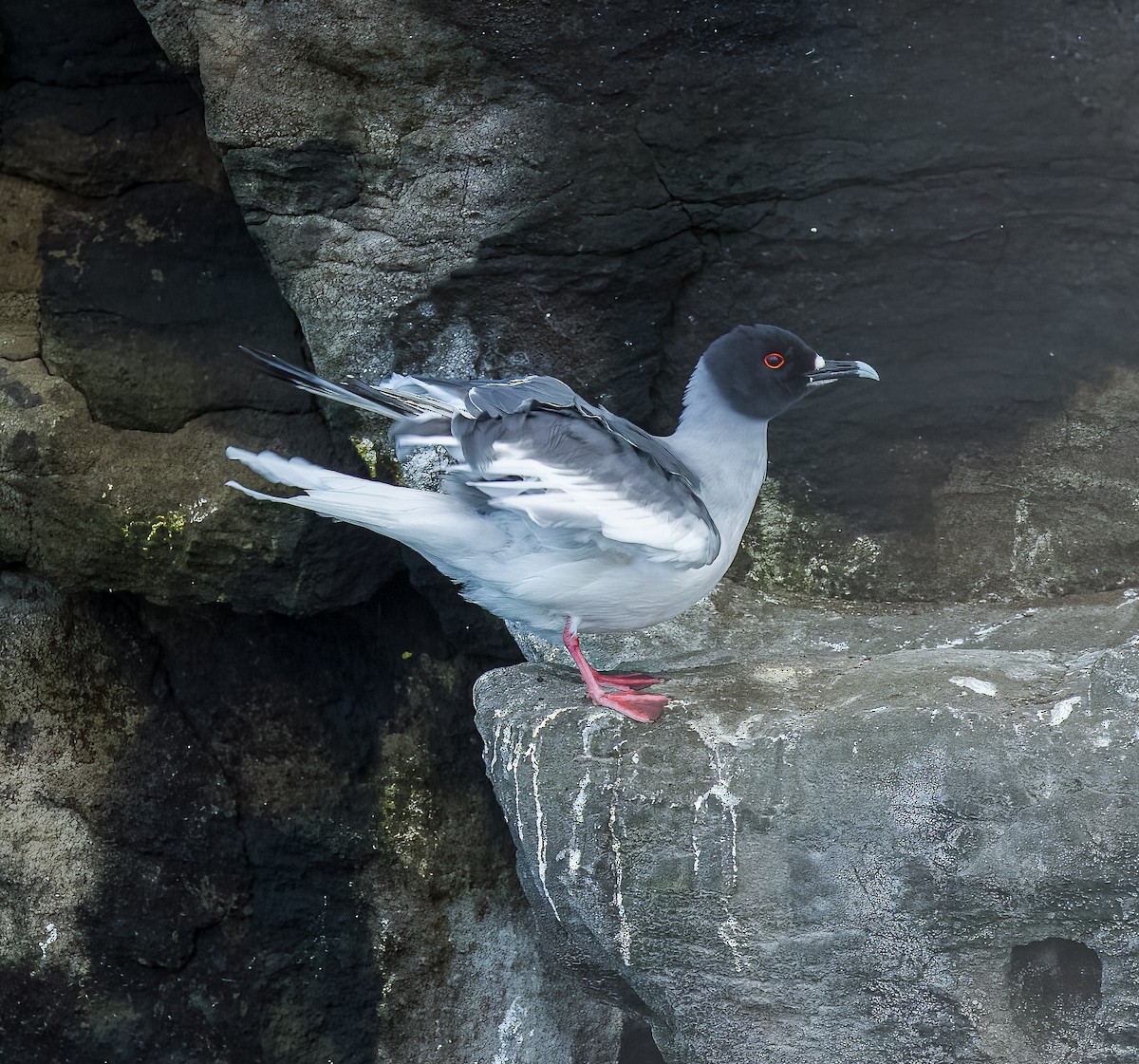 Swallow-tailed Gull - ML639434475