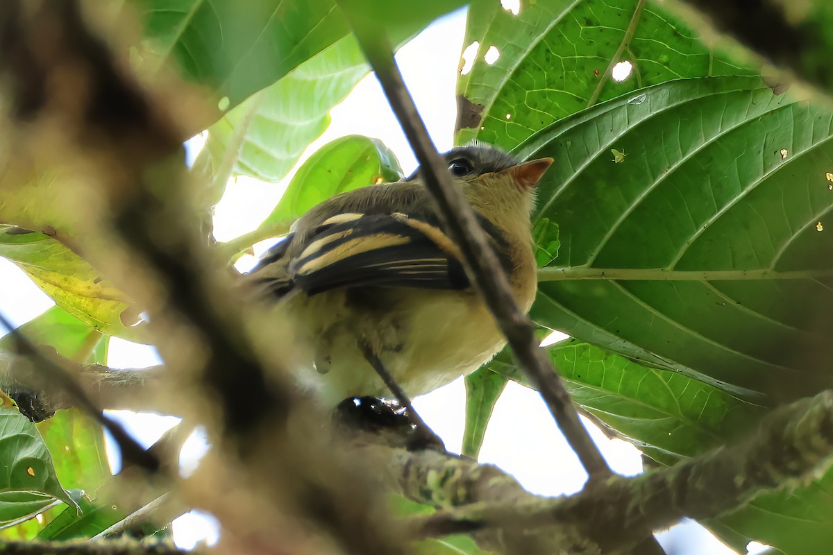 Handsome Flycatcher - ML639434486
