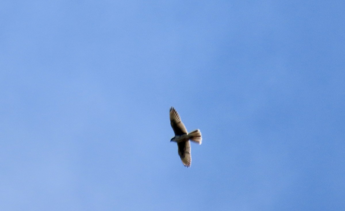 Prairie Falcon - ML639434515