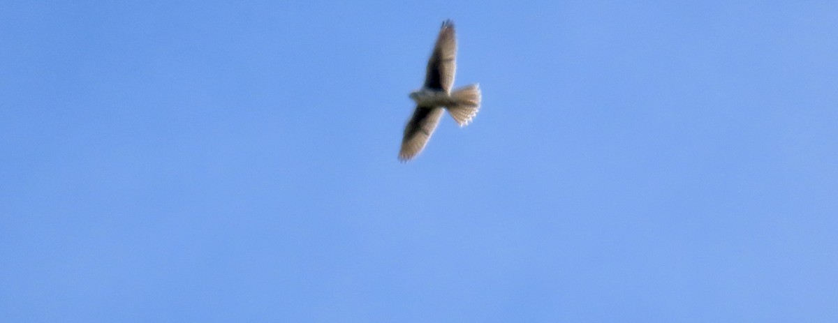 Prairie Falcon - ML639434527