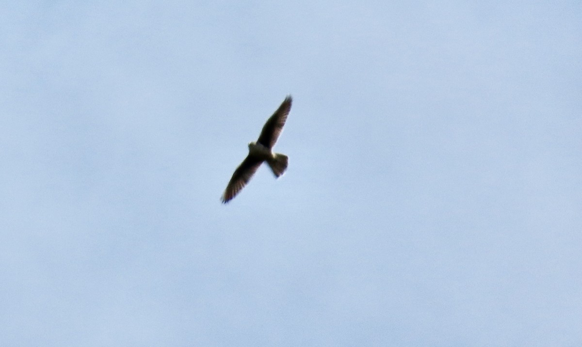Prairie Falcon - ML639434530