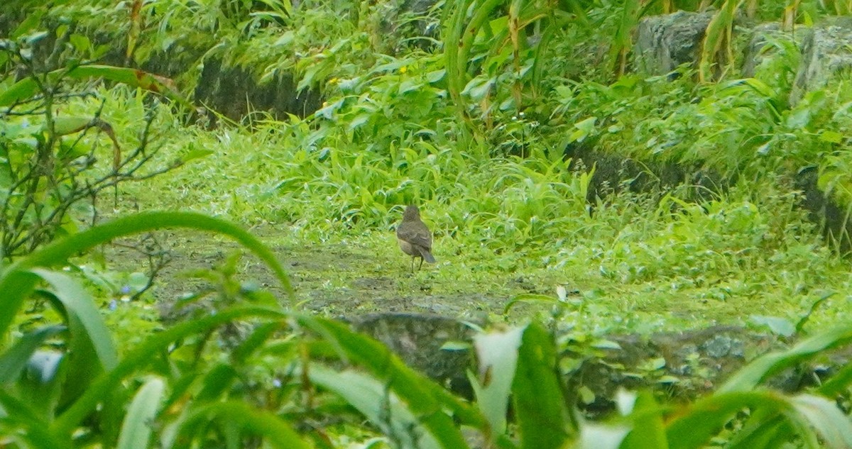 Thick-billed Miner - ML639434578