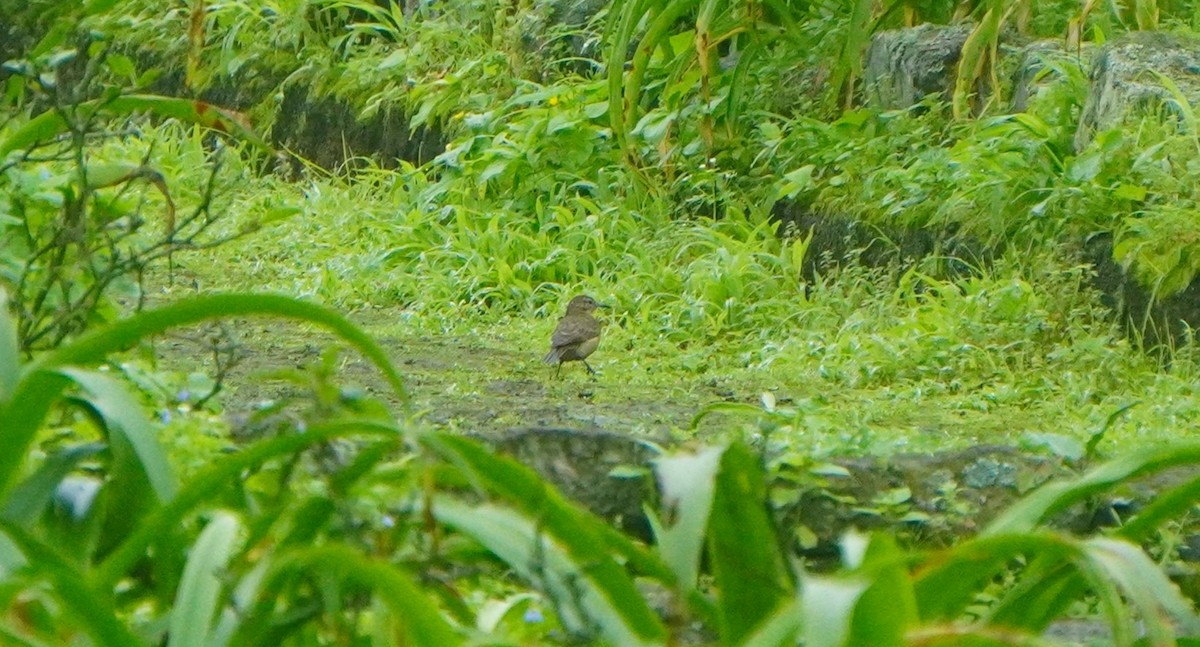 Thick-billed Miner - ML639434579