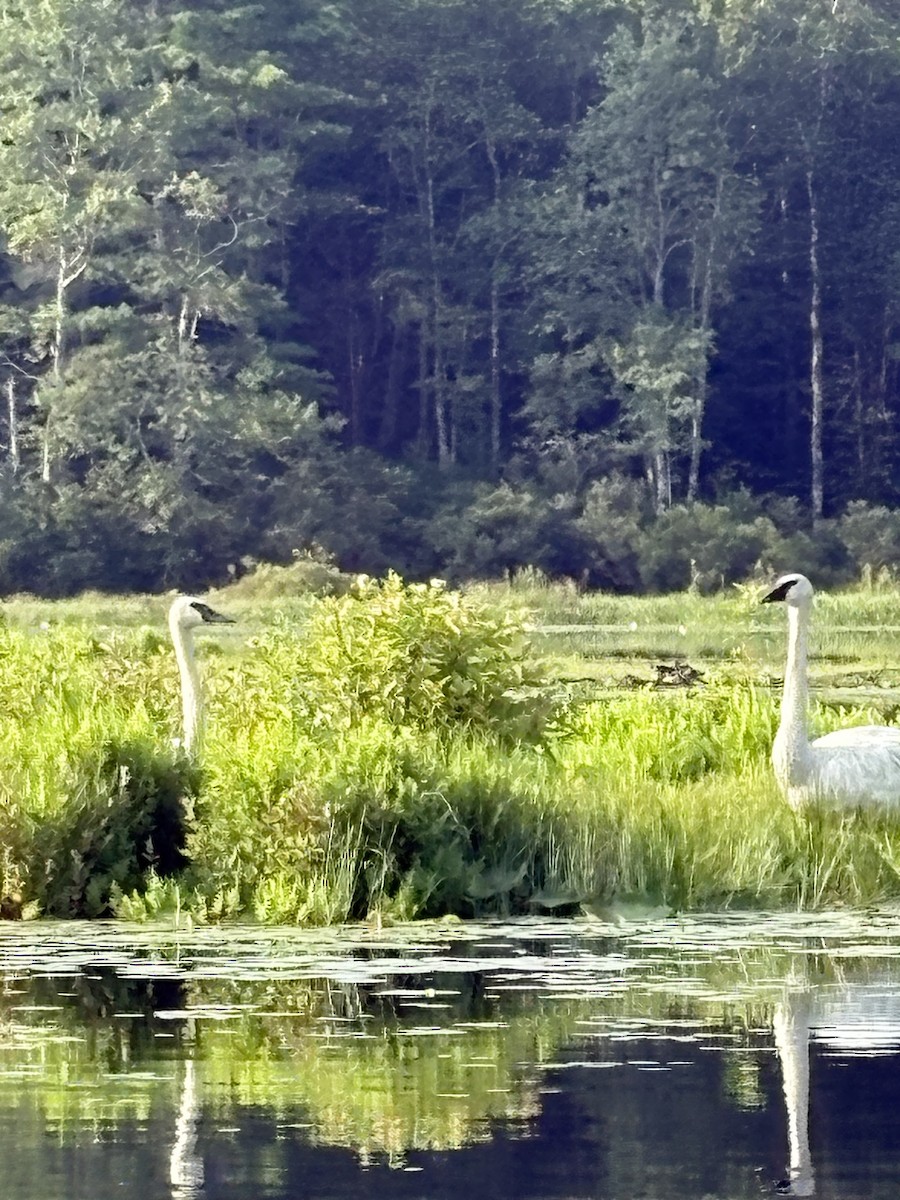 Trumpeter Swan - ML639434604