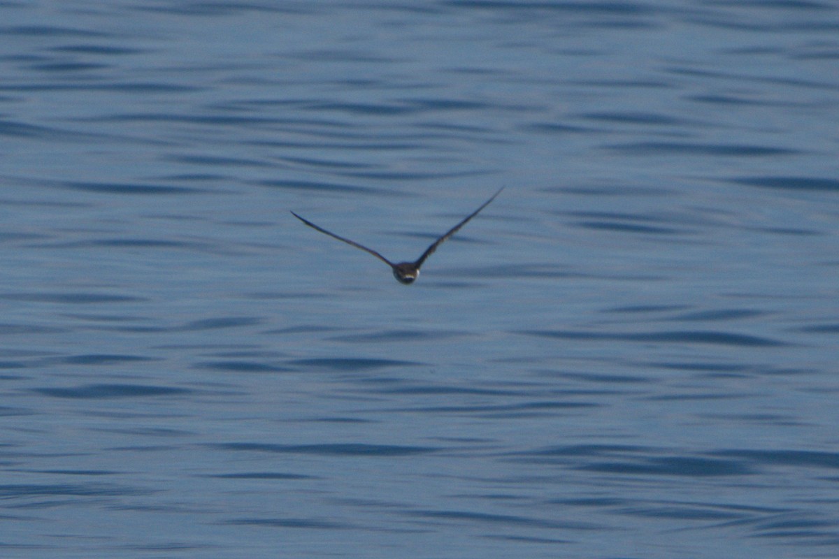 shearwater sp. - ML639434717
