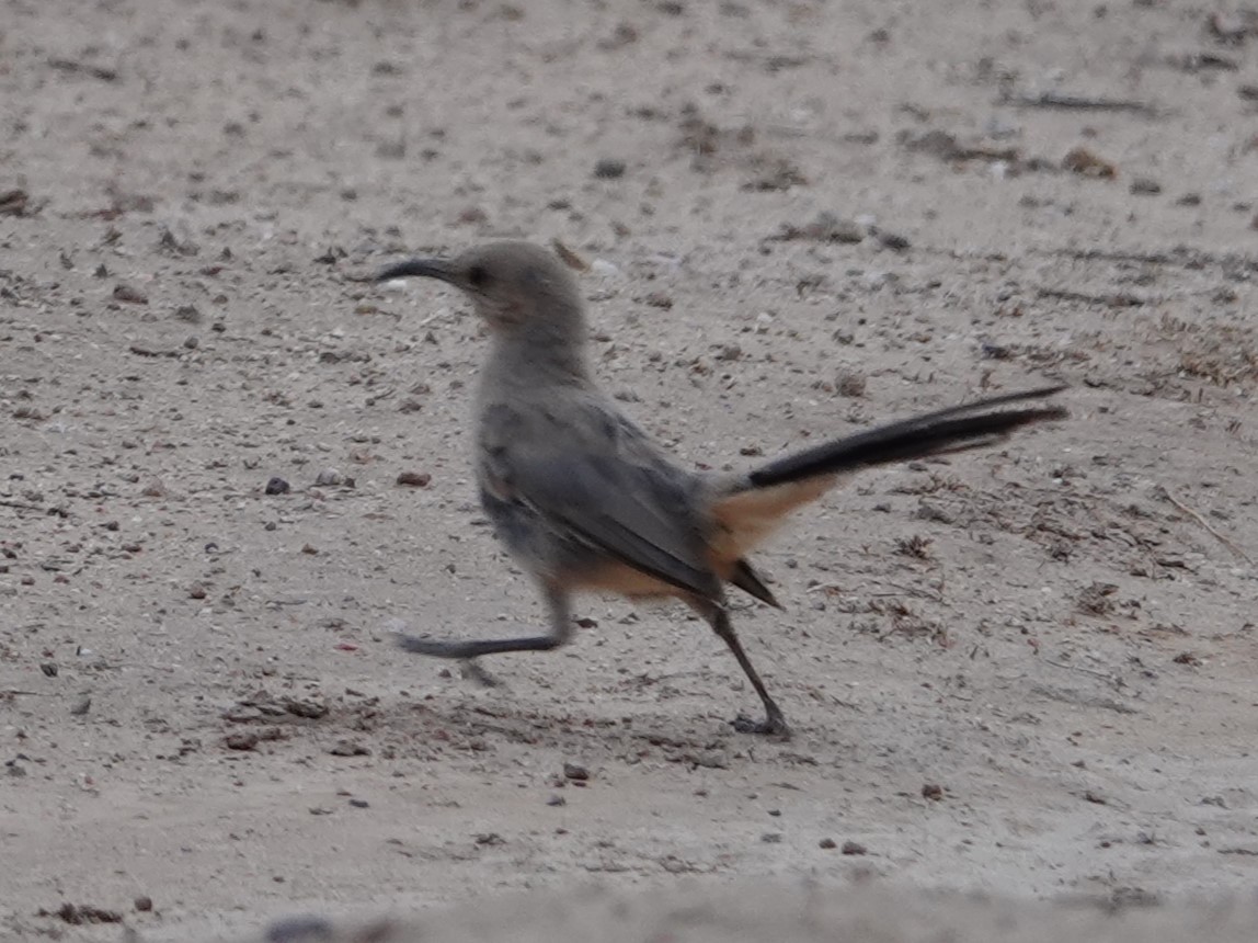 LeConte's Thrasher - ML639434751