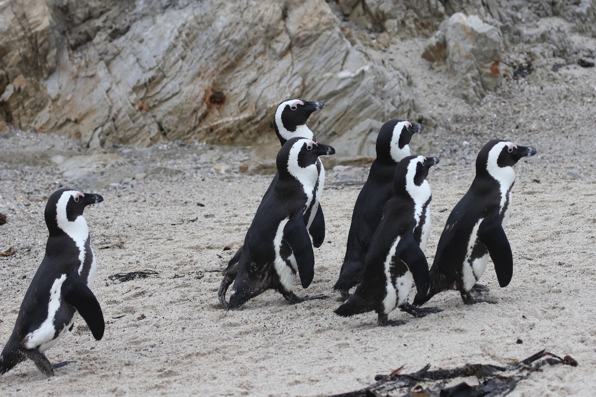 African Penguin - ML639434753