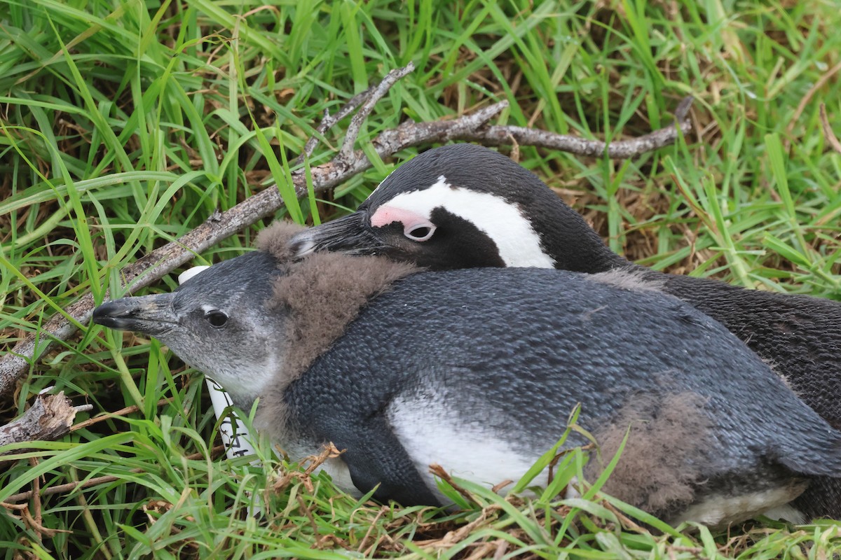 African Penguin - ML639434754