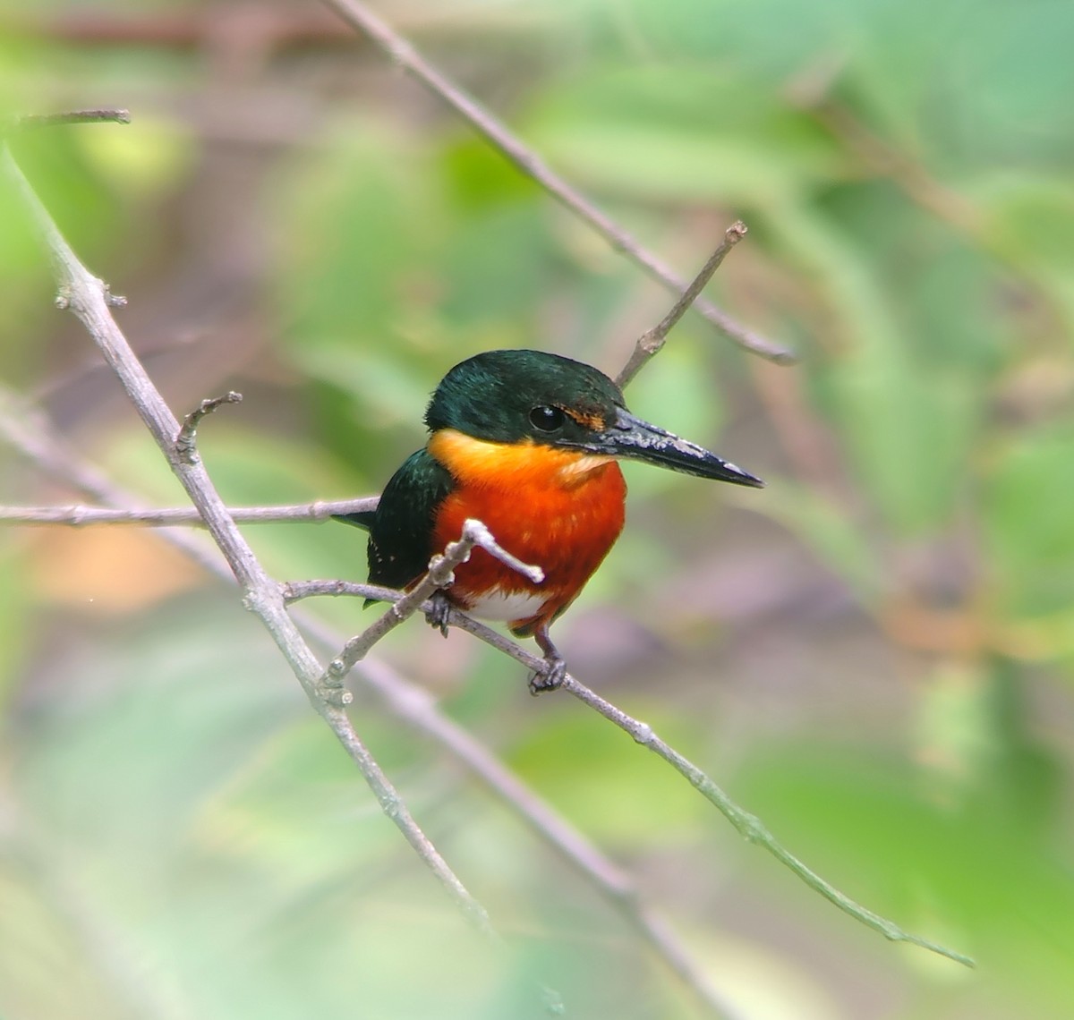 American Pygmy Kingfisher - ML639434791