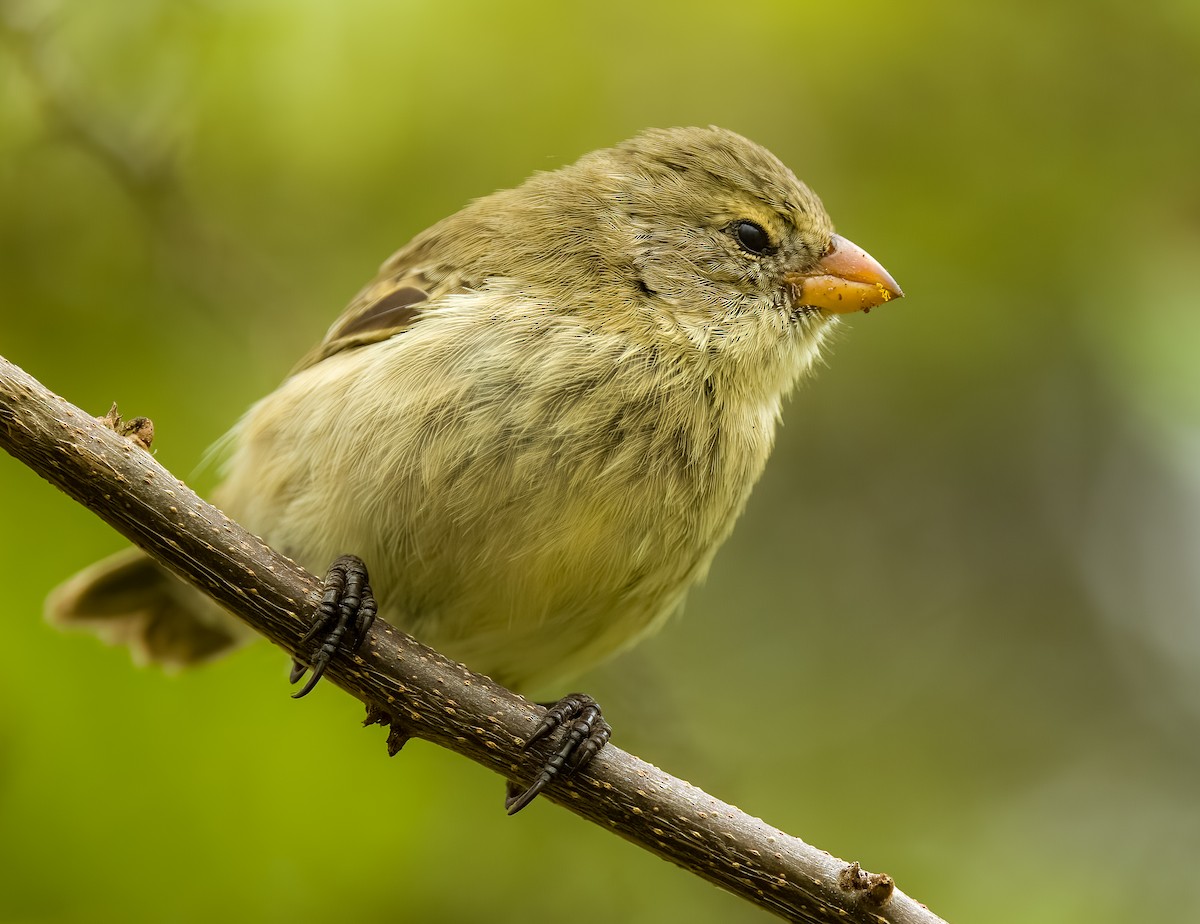 ML639434848 - Small Tree-Finch - Macaulay Library