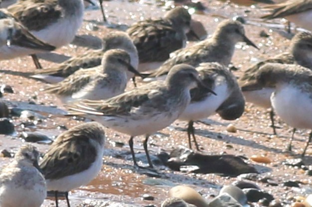Weißbürzel-Strandläufer - ML639434859