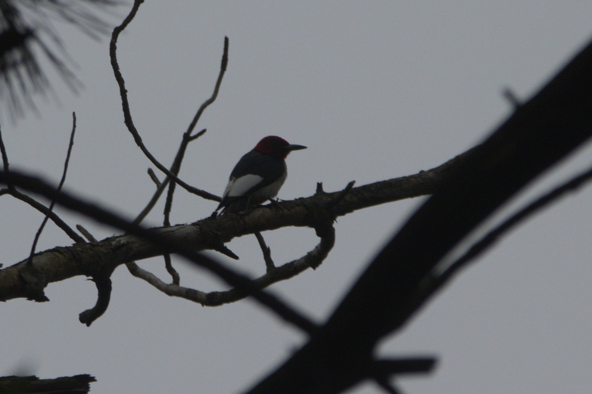 Red-headed Woodpecker - ML639434882