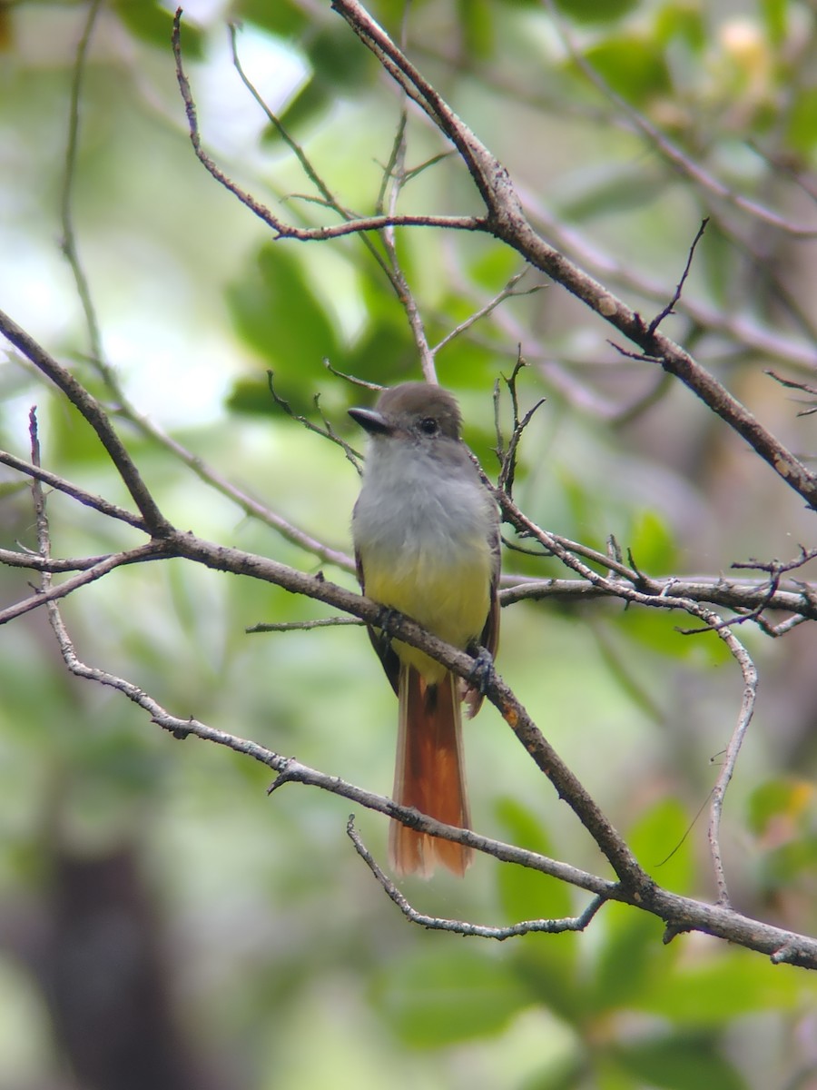 Nutting's Flycatcher - ML639434897