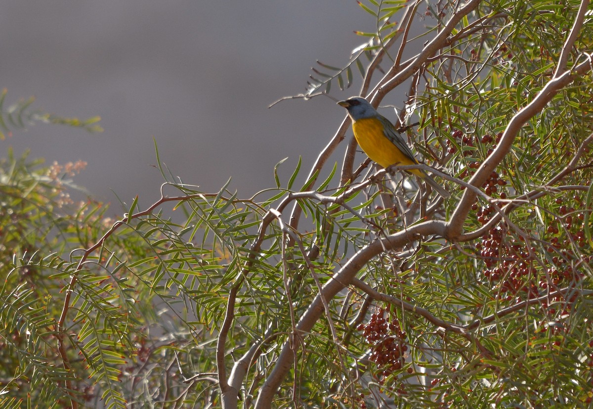 Blue-and-yellow Tanager - ML639434922