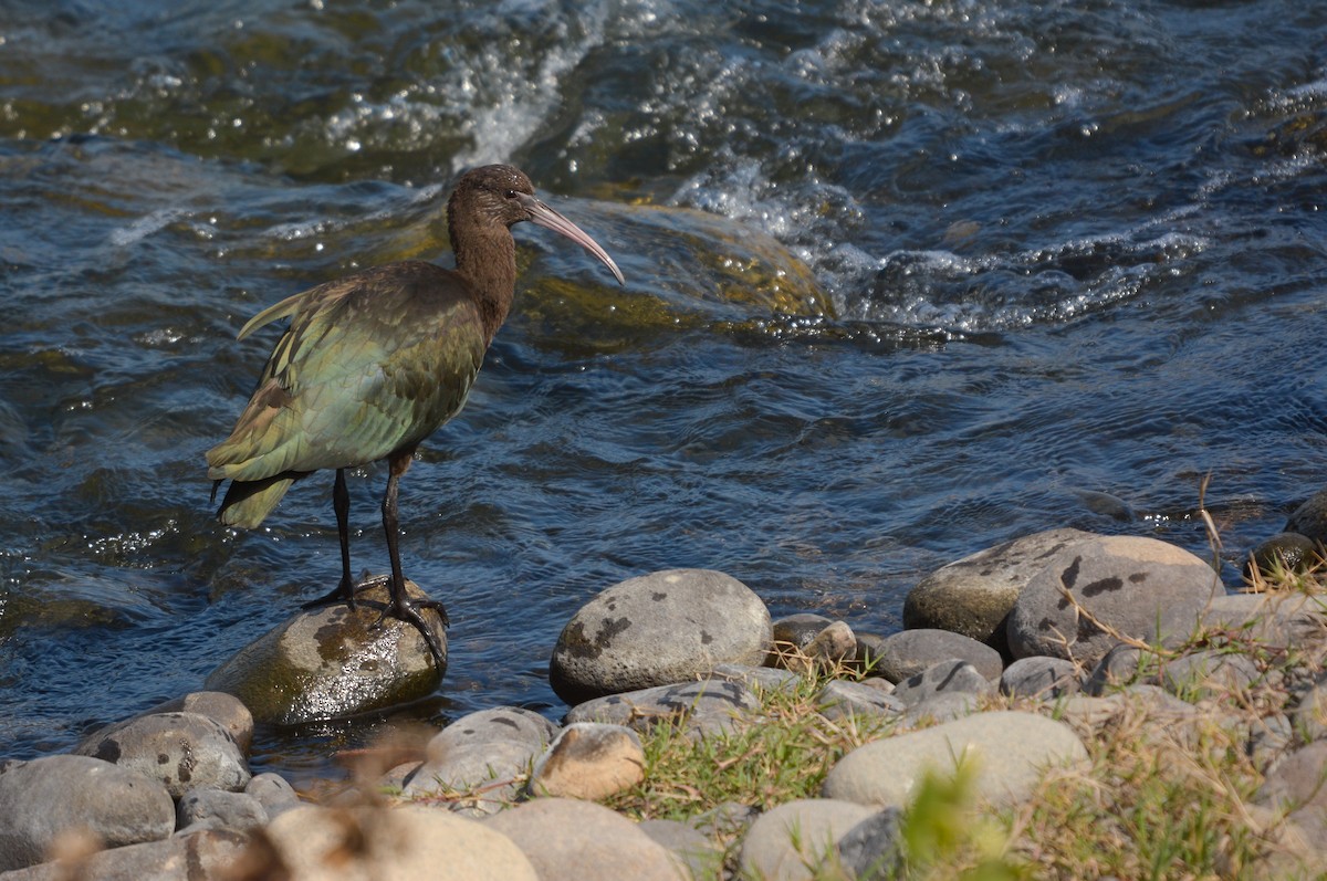 Puna Ibis - ML639434988