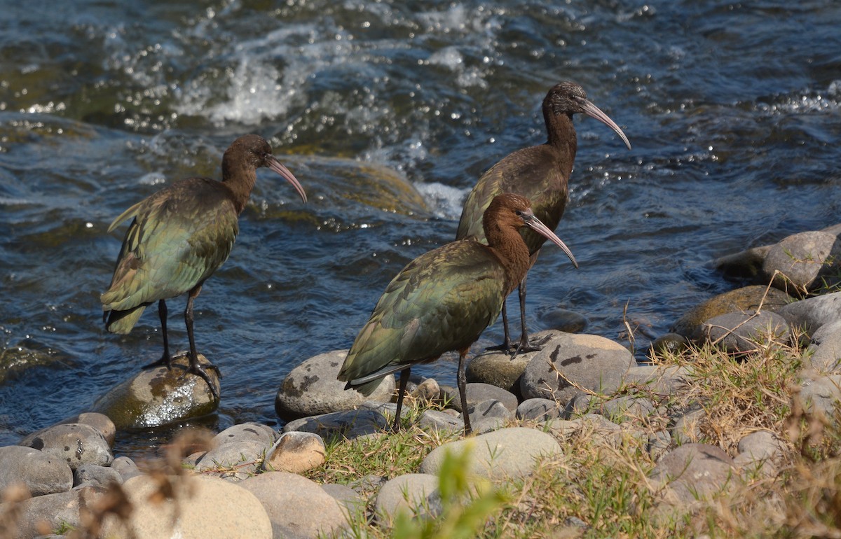 Puna Ibis - ML639434989