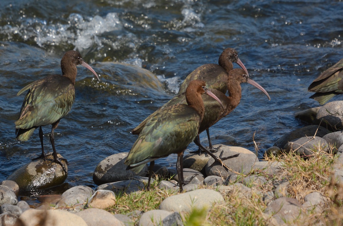 Puna Ibis - ML639434990