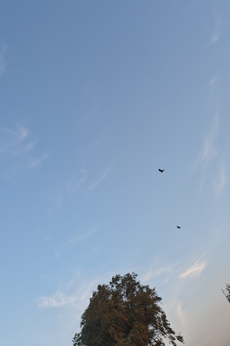 Snail Kite - ML639434997