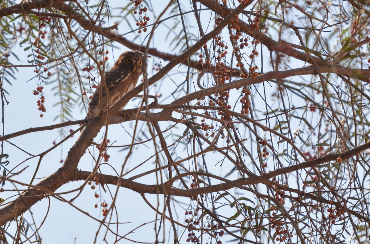 Peruvian Pygmy-Owl - ML639435053