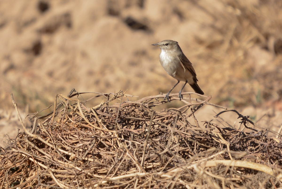 Spot-billed Ground-Tyrant - ML639435066