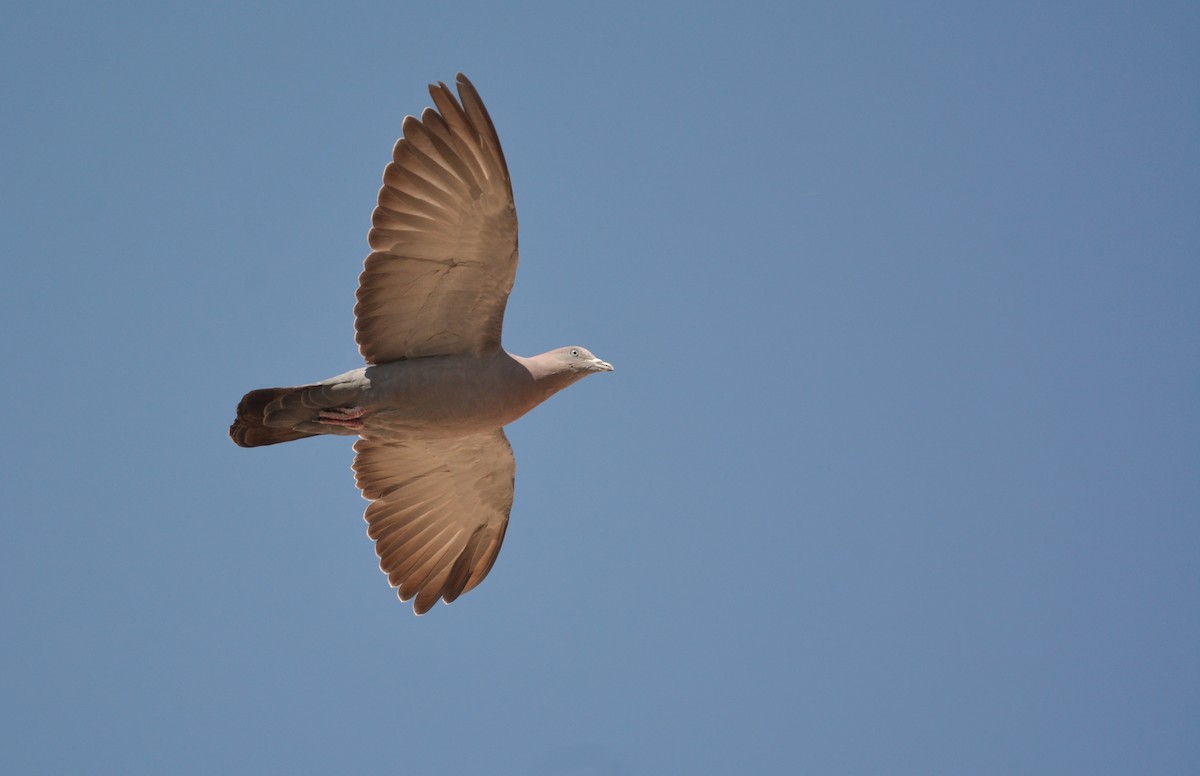 Spot-winged Pigeon - ML639435068
