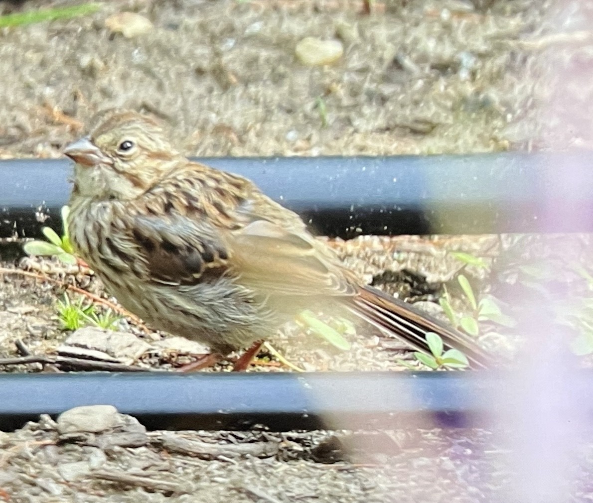 Song Sparrow - ML639435070