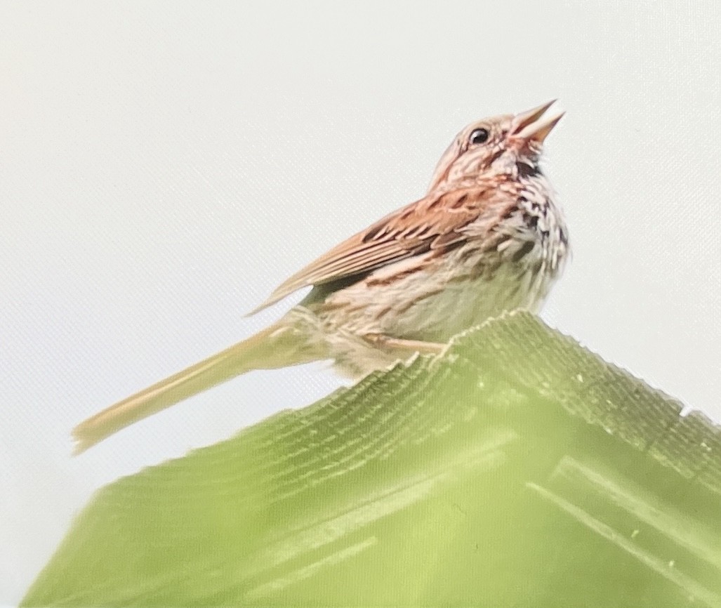 Song Sparrow - ML639435071