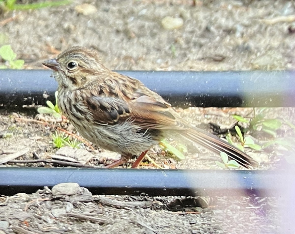 Song Sparrow - ML639435072