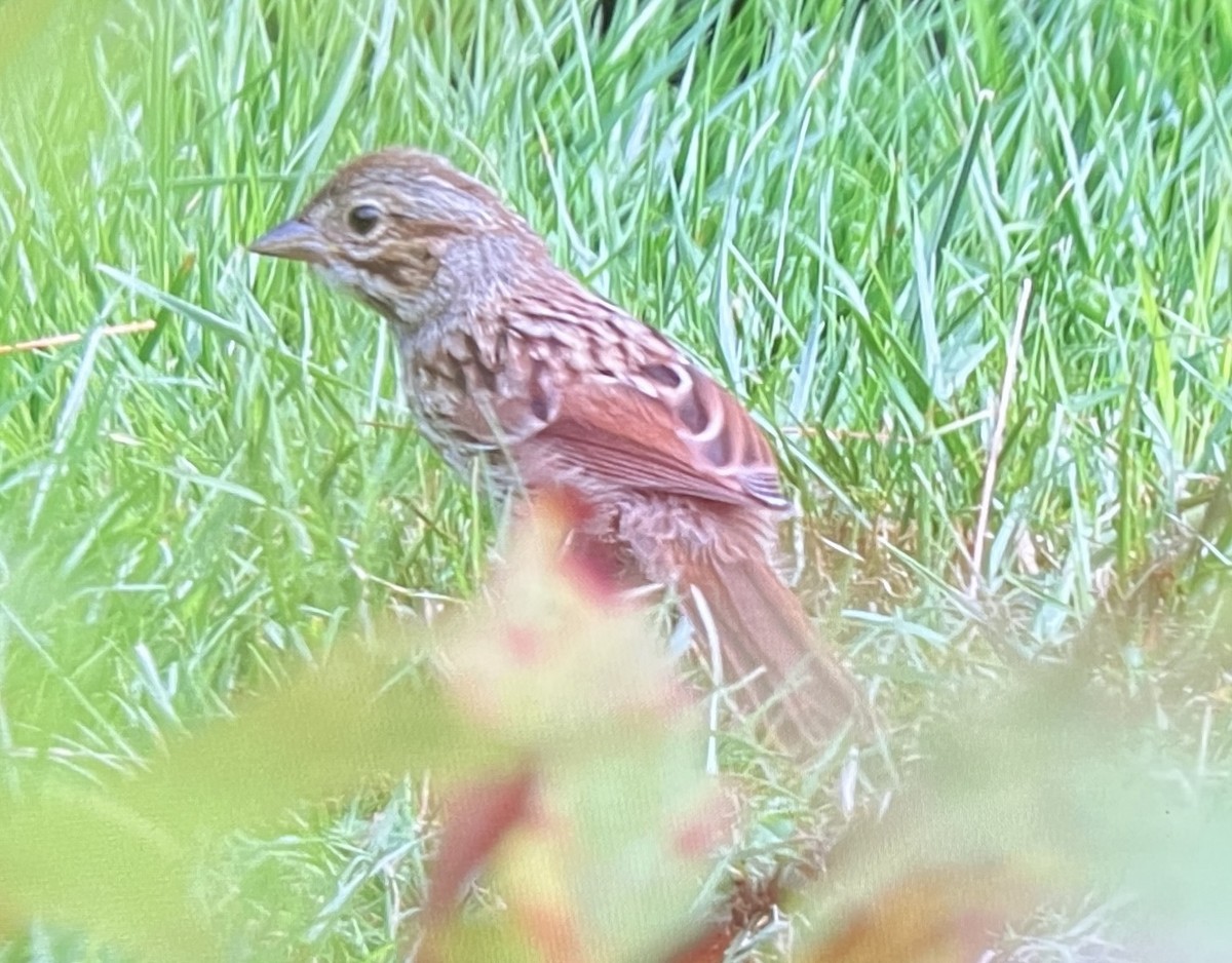 Song Sparrow - ML639435073