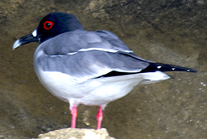 Swallow-tailed Gull - ML639435154