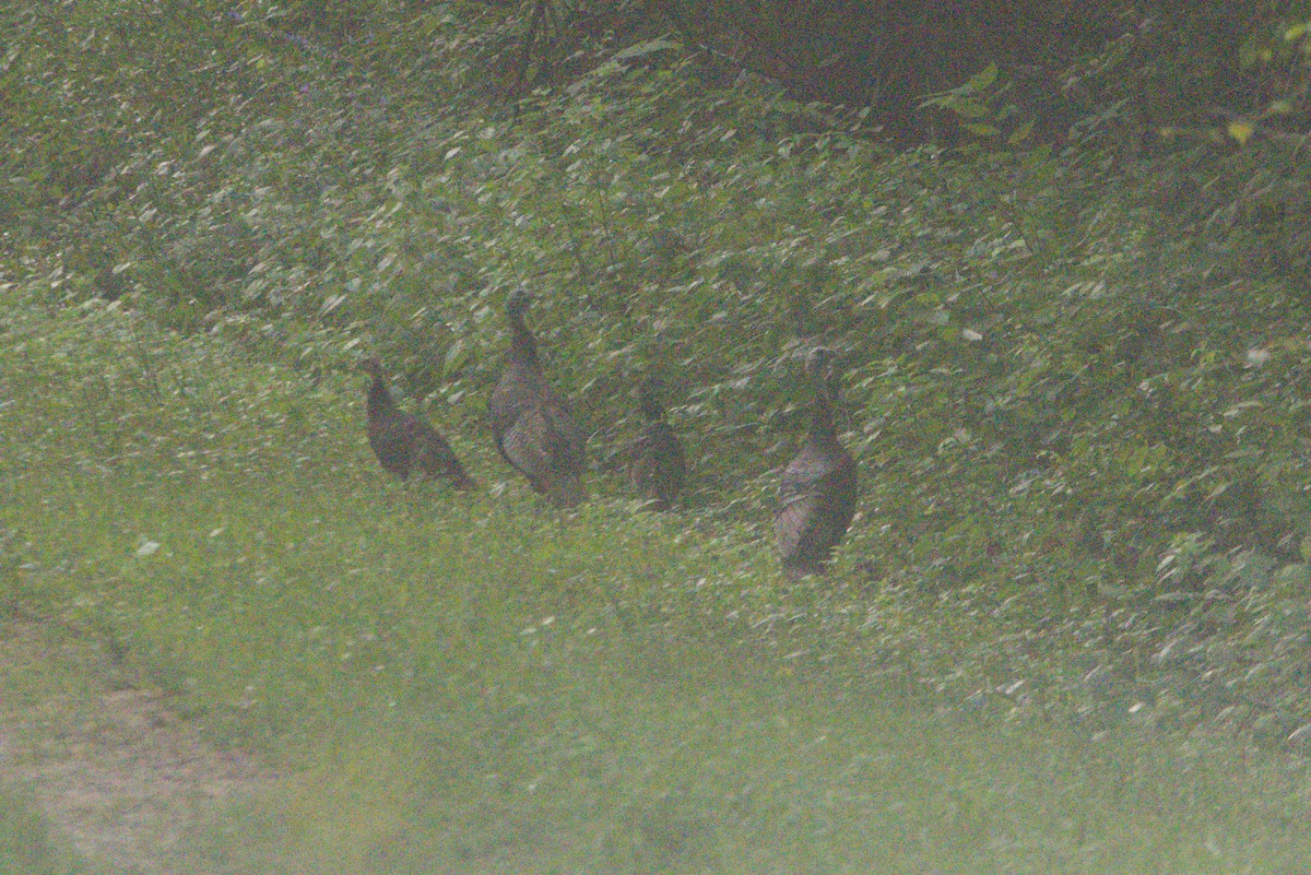 Wild Turkey - ML639435184